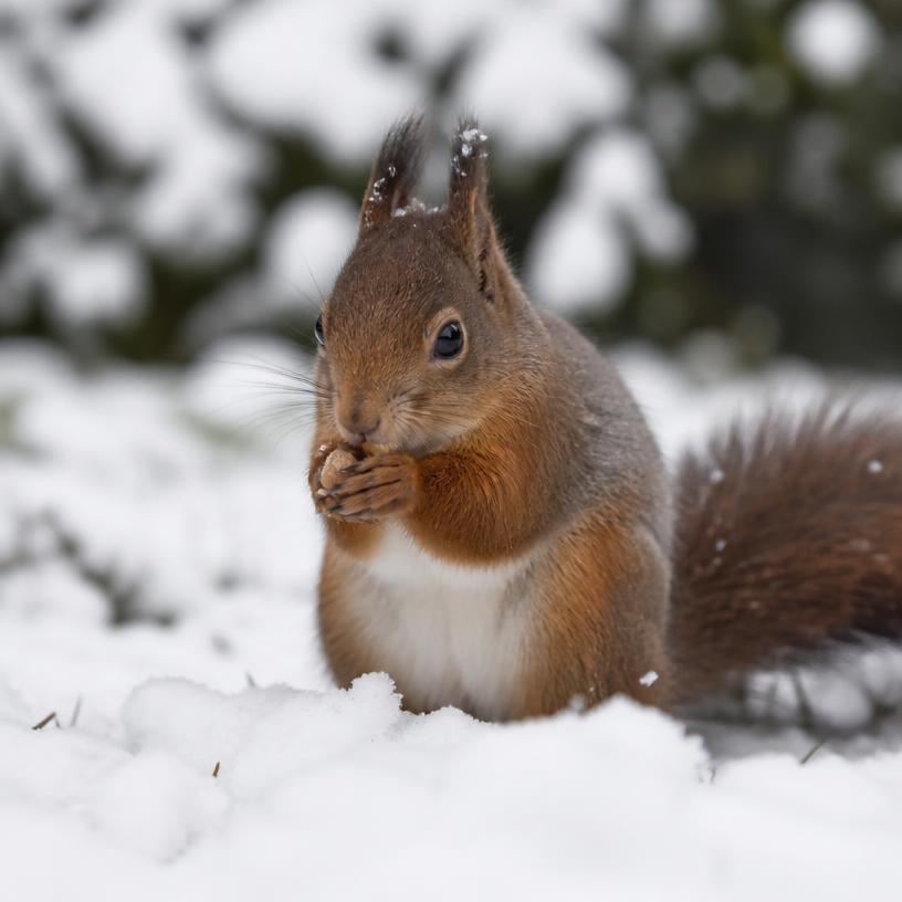 Obrázek kvízu